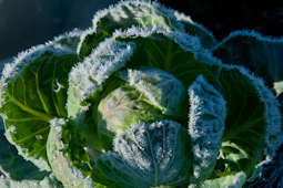 ‘Savoy’ cabbages have distinctive, crinkly leaves and are hardy enough to survive the coldest weather.