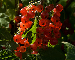 Perfectly ripe redcurrants may be sweet enough to eat raw. Berries that are not so ripe can be used for cooking or preserving.