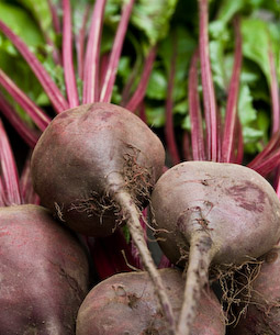 Beetroot are best picked when they’re between the size of a golf ball and a tennis ball.