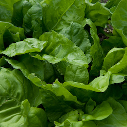 Harvest spinach either by taking off a few outer leaves at a time or by uprooting the whole plant.