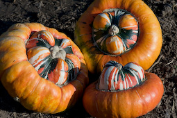 A batch of exotic ‘Turk’s Turban’ squashes drying out ready for winter storage.