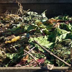Compost all waste material from your plot except perennial weeds and any plants that show signs of disease. They should be burned or disposed of elsewhere.