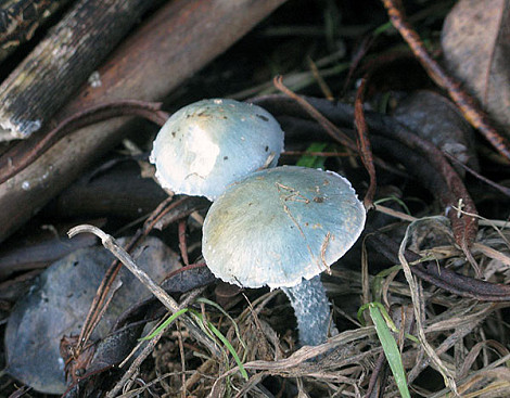 Blue fungi