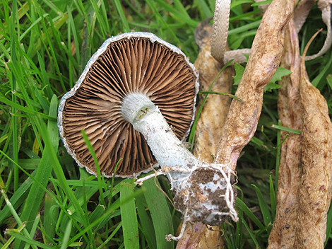 Bluegrey fungus gills