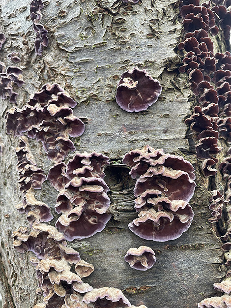 Bracket fungi close up BLOG