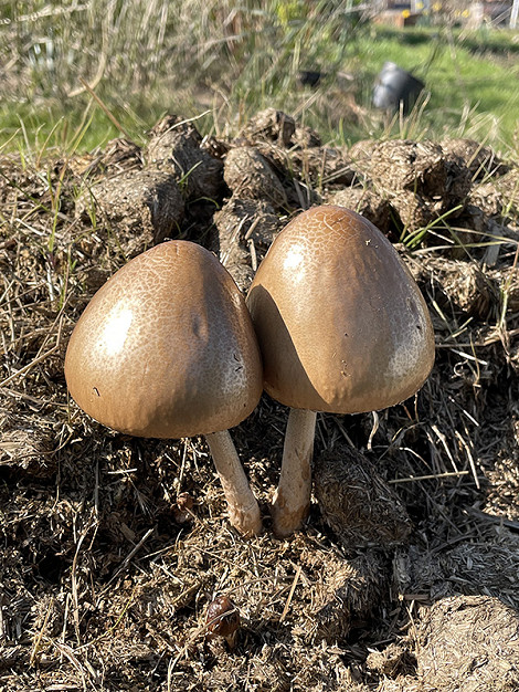 Dung fungi