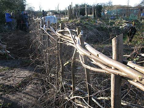 Hedge weave first section