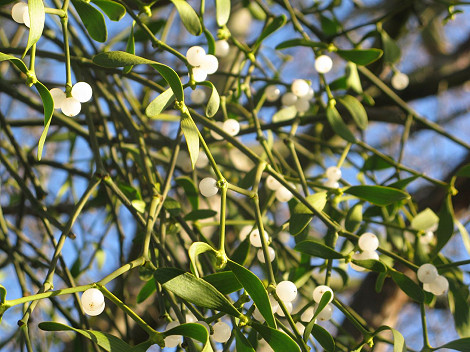 Mistletoe Feb 16 Mistletoe Feb 16