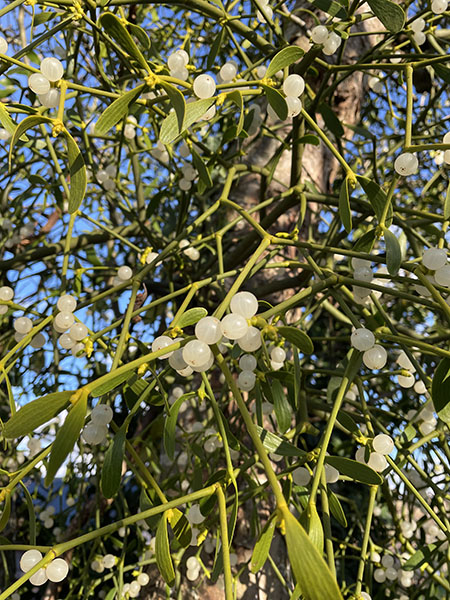 Mistletoe Nov