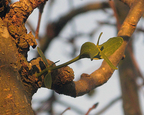 Mistletoe  seedling Nov 16