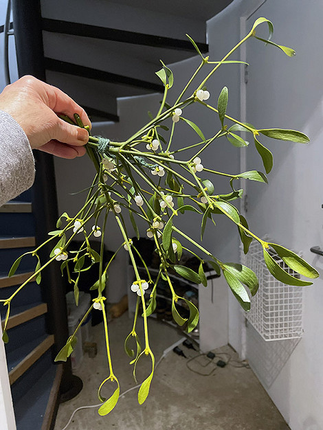 My mistletoe