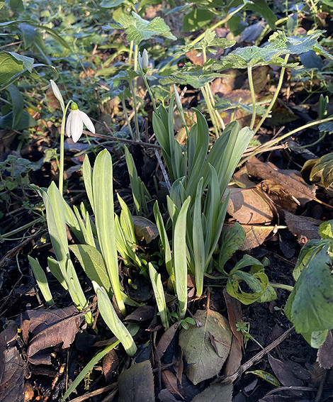 Snowdrop 19.12.25