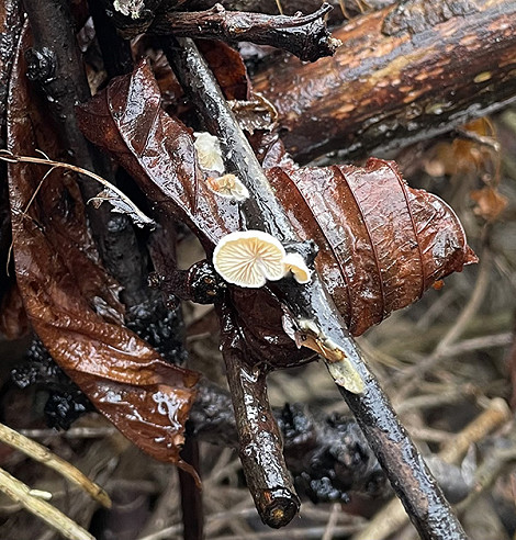 Tiny fungus deadhedge. BLOGjpg