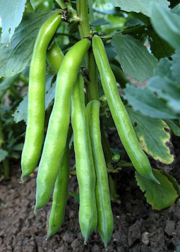 ‘Aquadulce Claudia’ is a long-term, tried-and-tested favourite for autumn sowing.