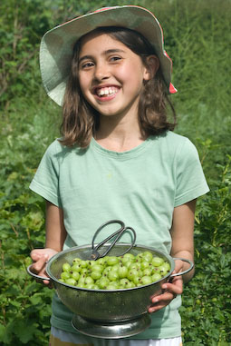 Gooseberries keep in the fridge for up to ten days or more. They also freeze well.