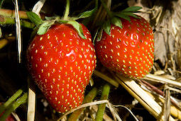 For eating fresh, try to catch ripening strawberries at the point where they have turned completely red but before they begin to go soft.