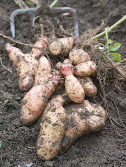 As a rule of thumb, “earlies” should be ready to lift 100-110 days after planting.
