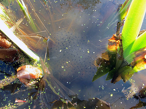 2019 Frogspawn 27.02
