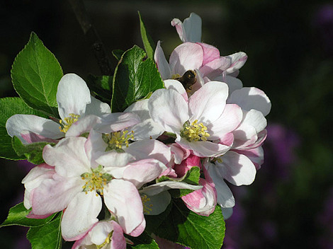 Appleblossom May 16
