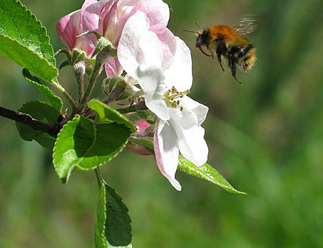 Bee appleblossom blog