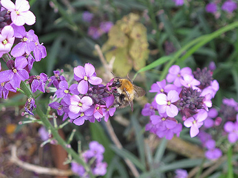 Bee Day wallflower May 19