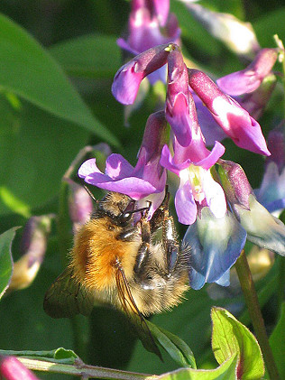Bees Needs June