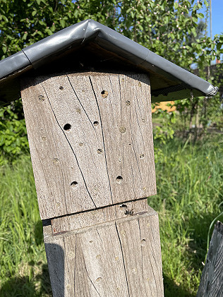 Pollinator Patches