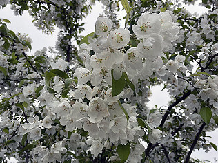 May days