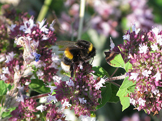 BUMBLES AND HEATWAVES