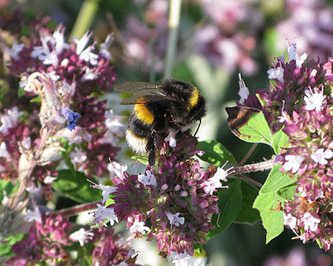 Bumble marjoramblog