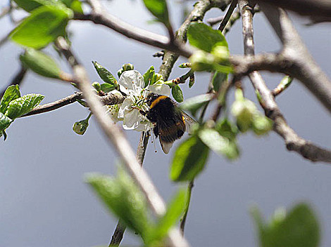 Bumble plum April 16