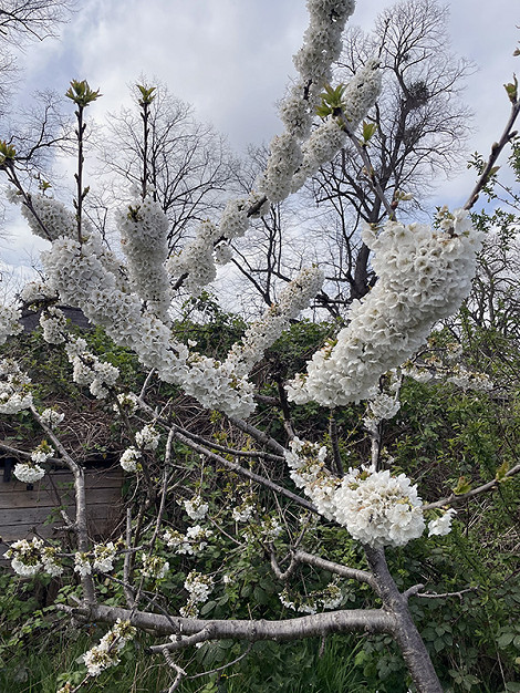 Cherry plum April 26