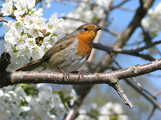Nurture Nature