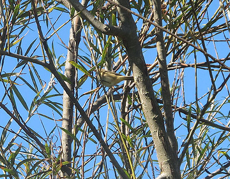 Chiffchaff 02.10 copy