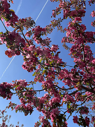 April Flowers