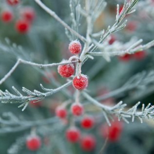 A Very Merry Christmas to all RPA members!