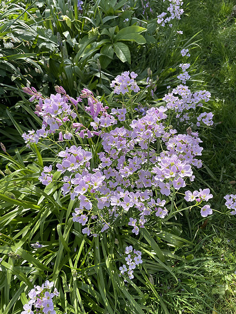 Cuckoo flower. 5 April jpg