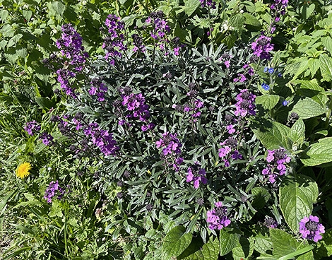Erysimum. Bowles' Mauvejpg