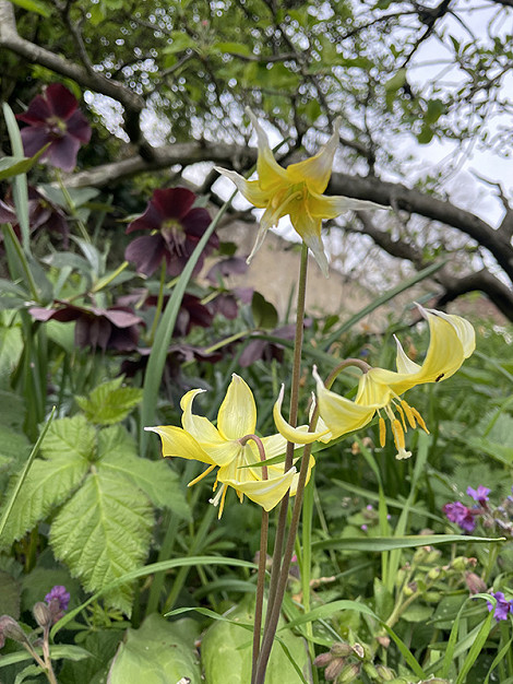 Erythronium Plot bed