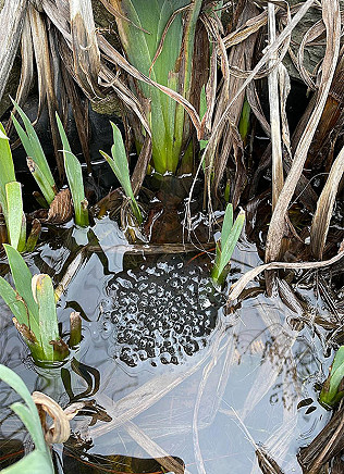 Signs of Spring