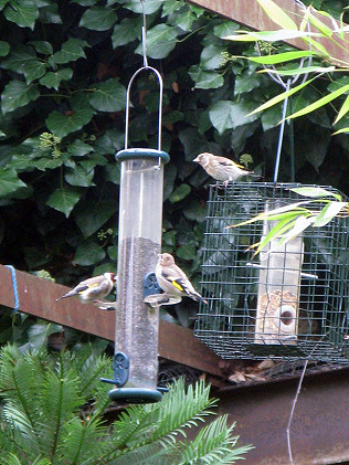 Bird Feeders RSPB Advice