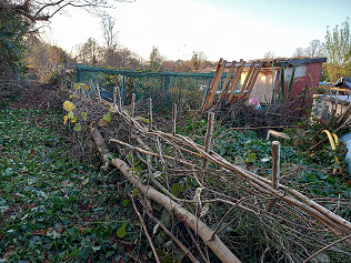 Hedge laying continues