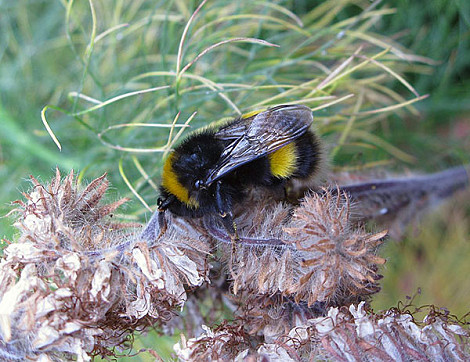 Huge bumble