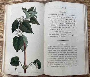 Botany and Honey