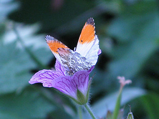 Fluttering By