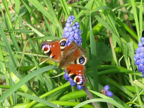 Peacock grape hyacinth
