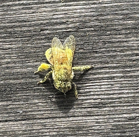 Pollen bee Jane
