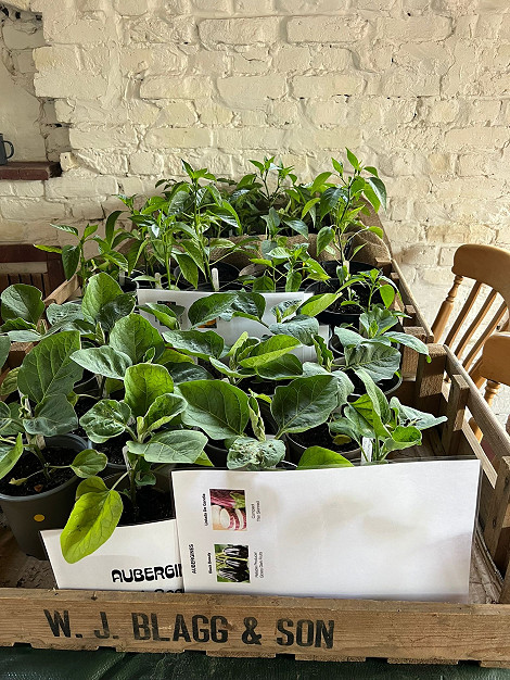 PS peppers and aubergines