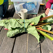 psjustrhubarb-r