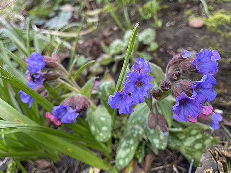 Pulmonaria